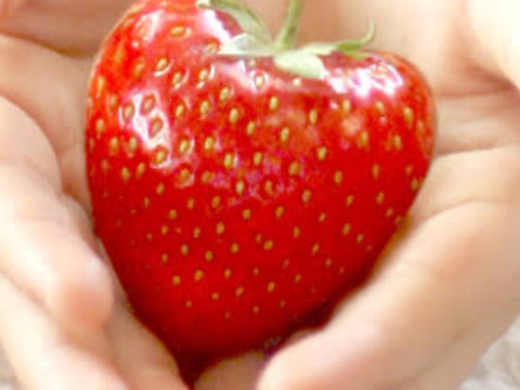 萌え萌え マジでやば可愛いハート型イチゴ 光姫の恋心 ハート型4個 光姫32個 2箱36個入り 大阪府産 食べチョク 農家 漁師の産直ネット通販 旬の食材を生産者直送