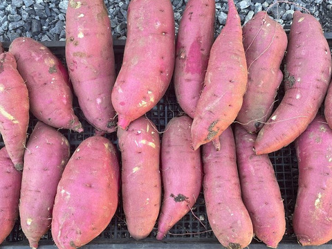 手間暇かけました【紅はるか】 サツマイモ 3kg 栽培期間中農薬不