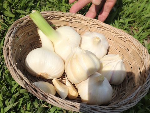 無農薬ニンニク5キロ 2024年産 自然栽培にんにく1kg 青森県五戸町産 無肥料 農薬類