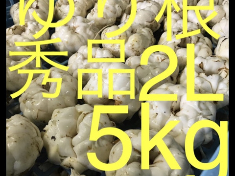 北海道産 ゆり根 2L 10kg お徳用 大特価 野菜