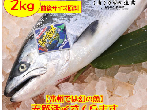 今年度最終ロット 船上活〆大型サクラマス 半身刺身柵セット 北海道産の魚 食べチョク 産地直送 産直 お取り寄せ通販 農家 漁師から旬 の食材を直送