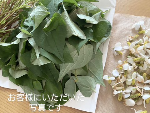 ドクダミの花束10本🌿 生葉🌿 生花 どくだみ 🏣ゆうパック60サイズ