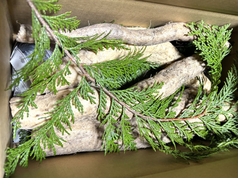 【産地箱詰め】形は不揃い、粘りは１級品。自然薯カット１㎏箱