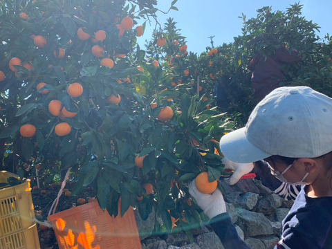 極上小玉みかん3kg