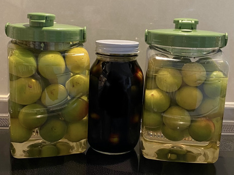 【青梅・品種混合約3kg】梅酒・シロップ作りに！特別栽培・奈良県吉野