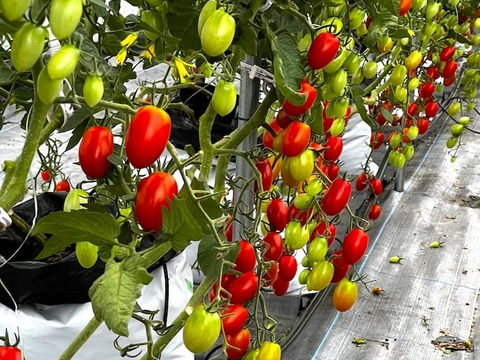 真っ赤に熟した完熟収穫！ミニトマト『アイコ』（バラ1kg