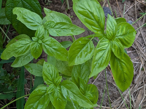 バジル🌿生葉🌿フレッシュバジル10枚🌿農薬、除草剤、化学肥料等不使用☆ゆうパック🏣発送