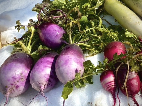 《美しい紫色の甘みのある美味しい大根》【京都美山産】もみじ大根【1本 1KG前後】