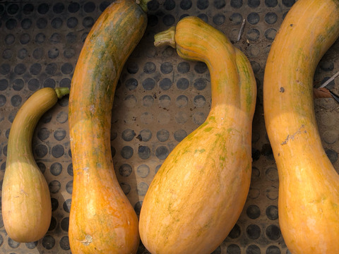 ※数量限定【農薬・化学肥料不使用栽培】農園おまかせ　旬の野菜セット