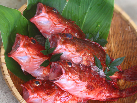 【送料分お値引中】料理の幅が広がる白身魚「カサゴ」（2kg)