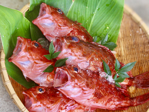 【送料分お値引き中】煮付けやお味噌汁にオススメの白身魚「カサゴ」（1kg)