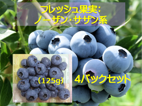 完熟手摘み選別した新鮮ブルーベリー500g ：ノーザン・サザン系（125gの4パック）：数粒まとめて頬張り、完熟ならではの、口の中で弾ける『果汁のシャワー』をぜひご体験ください！