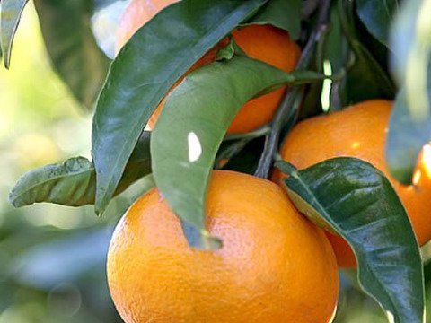 【甘みが強い】濃い味まったり　なつみ完熟贅沢絞りジュース720㎖