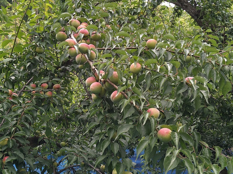 大粒の南高梅を冷凍し風味そのままお届け！！（１ｋｇ×4袋入）