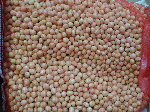 希少な完全自然栽培大豆１キロ　化学肥料も動物由来肥料不使用、農薬除草剤不使用でも、美味しい大豆を育てたいと研究中です。厳しい暑さの中でも、収穫量はわずかですが、土の中の微生物の力を借りて育ちました。