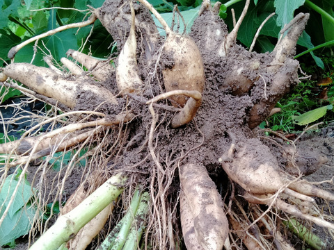 奥出雲産　農薬不使用野菜　ヤーコン7キロ