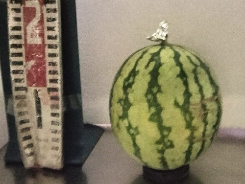 兵庫産夏武輝 小玉スイカ1玉　ご家庭用⑥