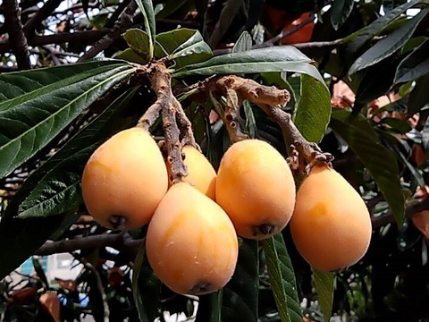 袋掛け栽培！愛知びわ『茂木』15～18ヶ入り×2P　専用輸送箱入り