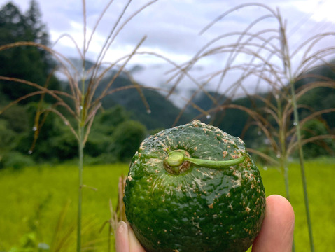 【高知県産】青ゆず5㎏　【受注収穫】＃栽培期間中農薬・化学肥料不使用