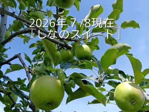 【先行予約】「爽やかな甘味のしなのスイート約3kg」果汁が多く甘味が強く酸味が優しい品種です。10月初旬からの収穫になります。