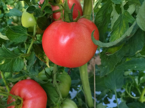 なす・トマト・ミニトマトの3種セット♪【お試しサイズ】