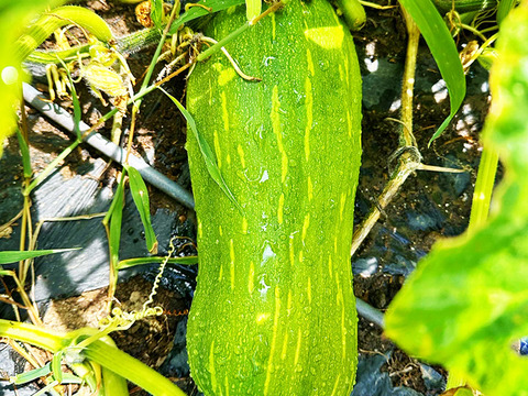 食べ比べ！かぼちゃセット！（約4kg、小・中型、3～5個入り）農薬・化学肥料不使用