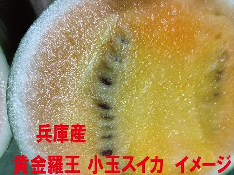 兵庫産 黄金羅王　TVで大人気　小玉スイカ1玉　ご家庭用②