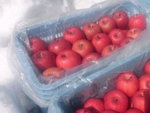 雪中貯蔵　黒石産サンふじ中玉家庭用5㎏