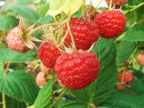 元気カラーで華やかに‼北海道十勝産冷凍ベリー詰め合せ（6種計1kg）