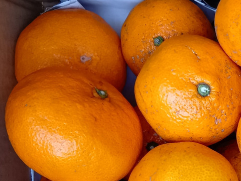 糖度・酸度のバランスの良い温州みかん　C 4.5kg