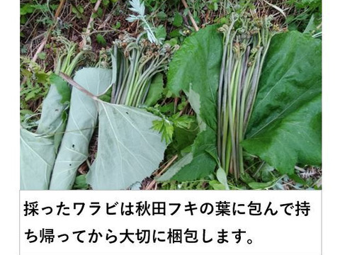 ワラビ  トロっトロな食感がクセになる＜約1000g＞(わらび、蕨)