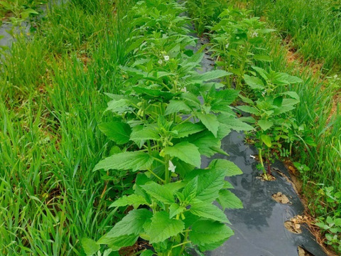 【国産自給率0.1%の逸品】香り高い国産白ごま！(50gパック洗い胡麻)