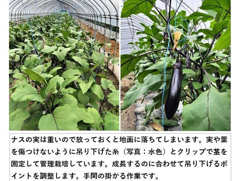 【福袋2025】夏野菜セット888〈トマト８、ナス８、キュウリ８〉