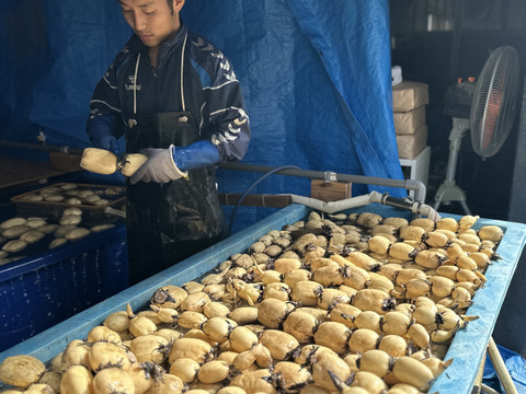 新潟県五泉市産れんこん　2kg