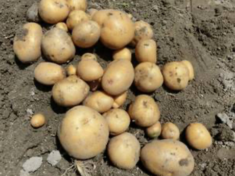 新じゃがピルカは、大きくずっしり詰め合わせ。約3キロプラス希少じゃがインカの目覚目、2キロ