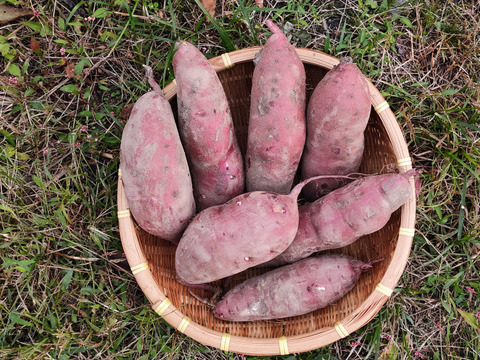 【有機JAS認証 紅はるか3kg,6kgまで送料同額！】サツマイモ好きが選ぶのはこの品種！ねっとりとした食感！極甘！10月に収穫し追熟完了！京都大原の棚田から今がまさに食べごろのサツマイモのご案内！