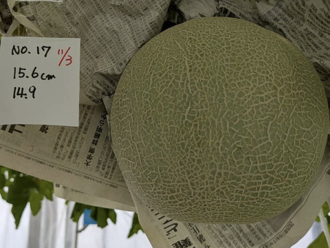 【10月末～収穫！！秋に美味しいメロンが食べられる！！】いつでも甘くておいしい大玉最高級メロン！「大利根ロマン 」予約