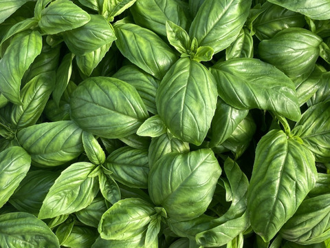 【最短即日出荷】フレッシュスイートバジル 250g