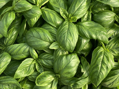 フレッシュスイートバジル4kg フレッシュハーブ スィートバジル 中袋｜フレッシュハーブ