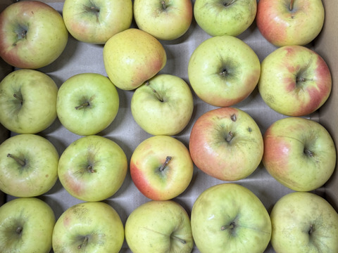 ★残りわずか★【訳あり・バラ詰め・大小込み】ぐんま名月💛約4.5Kg🍏青森県産　数量限定