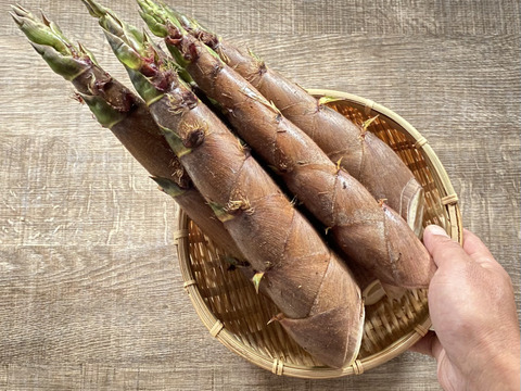 煮て揚げて焼いて抜群の歯ごたえと美味しさ【破竹たけのこ】収穫当日クール発送！４ｋｇ