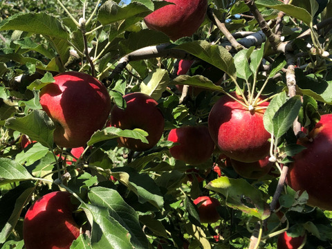 今年収穫したりんごで作った、りんごチップ「しあわせあっぷる」。食べた数秒後、口の中に広がる幸せの余韻。皮付きミックス5袋セット