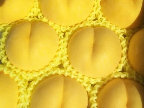 希少品種が入るかも！【品種おまかせ🍑黄桃】秀品2kg ※8～10月発送