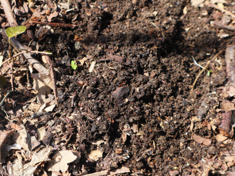 【酸味少なめでちょうど良い甘さ！】冷蔵貯蔵の貯蔵キウイ 除草剤不使用で40年木から収穫した扁平ヘイワードキウイ（2kg・冷蔵便）