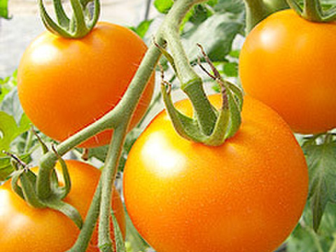 大玉トマト 2.8キロ詰 2色セット（赤色、黄色）