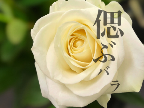 【白バラ20本花束】法要やご命日に【お供えのバラ】想いに寄り添う淡く清楚な花束を（贈答用ラッピング）