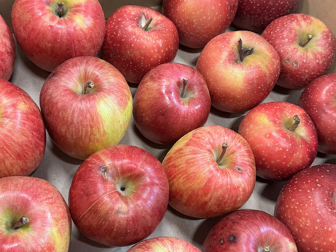 【在庫限り】千雪・まさゆめハーフセット訳ありバラ詰め　約4.5Kg　青森県産