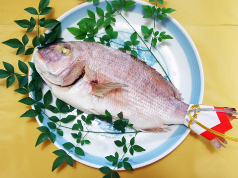 【お食い初めなどお祝い、贈り物に！】しっとりジューシー 丸ごと一匹蒸し焼き鯛(600g)【瀬戸内海産】