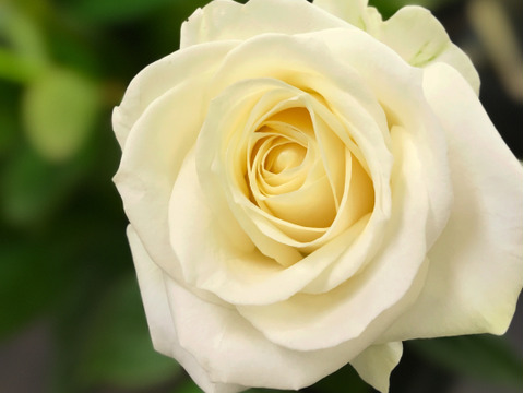 ［白バラ20本花束］【法要に】【お供えのバラ】想いに寄り添う淡く清楚な花束を（贈答用ラッピング）