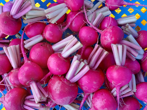 スッキリ！さっぱり！赤レタス1株＆レタス1株＆春菊300ｇ＆ラディシュ200ｇ＆白/赤コカブ10個
～農薬/化学肥料・不使用